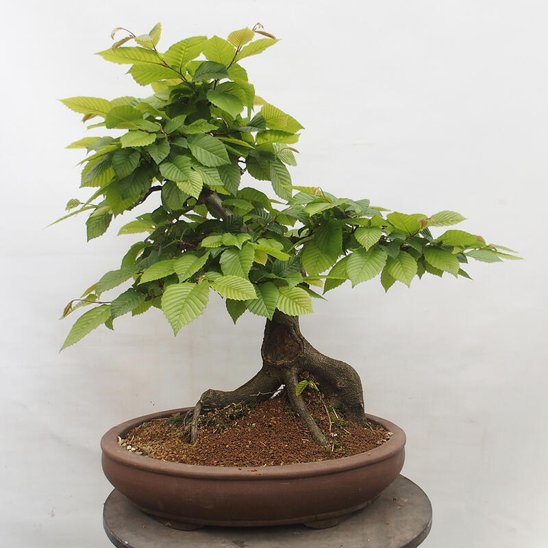 Venkovní bonsai - Habr obecný - Carpinus betulus