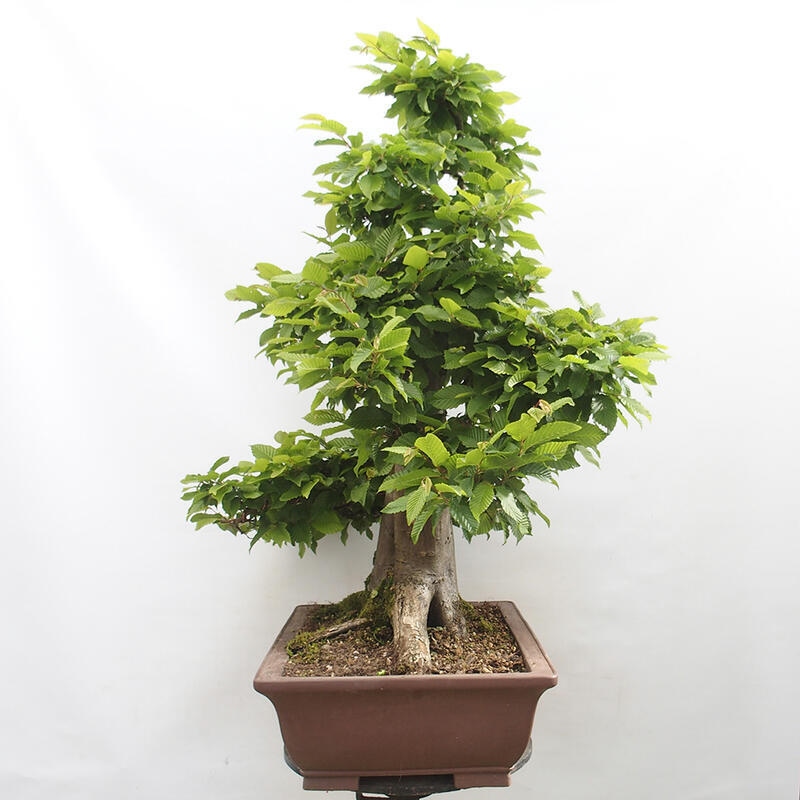 Venkovní bonsai - Habr obecný - Carpinus betulus