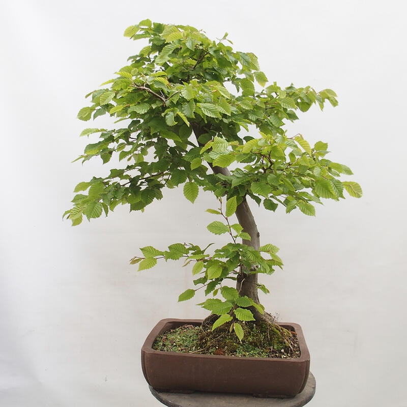 Venkovní bonsai - Habr obecný - Carpinus betulus