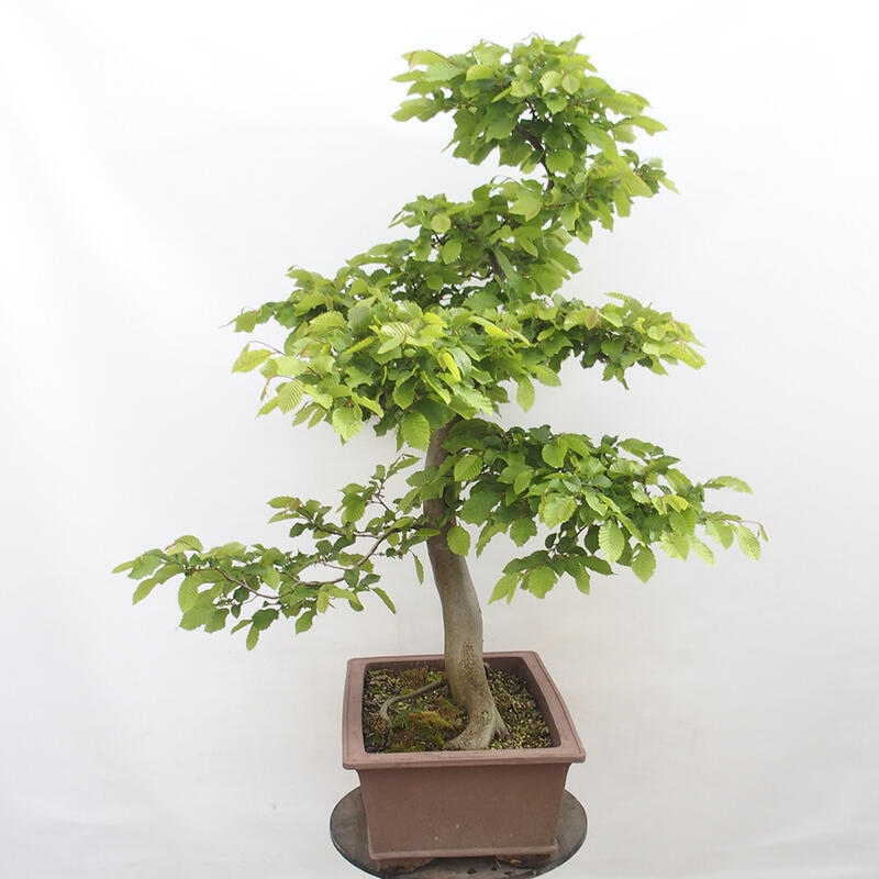 Venkovní bonsai - Habr obecný - Carpinus betulus