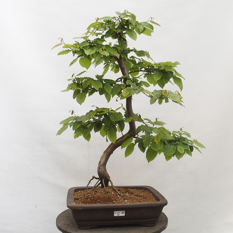 Venkovní bonsai - Habr obecný - Carpinus betulus