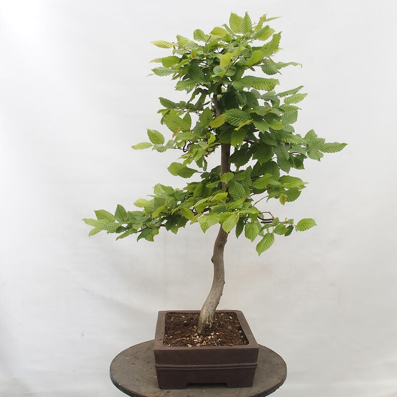 Venkovní bonsai - Habr obecný - Carpinus betulus