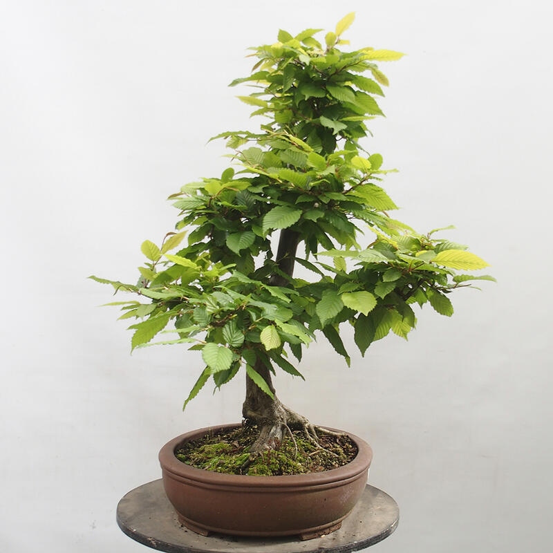 Venkovní bonsai - Habr obecný - Carpinus betulus