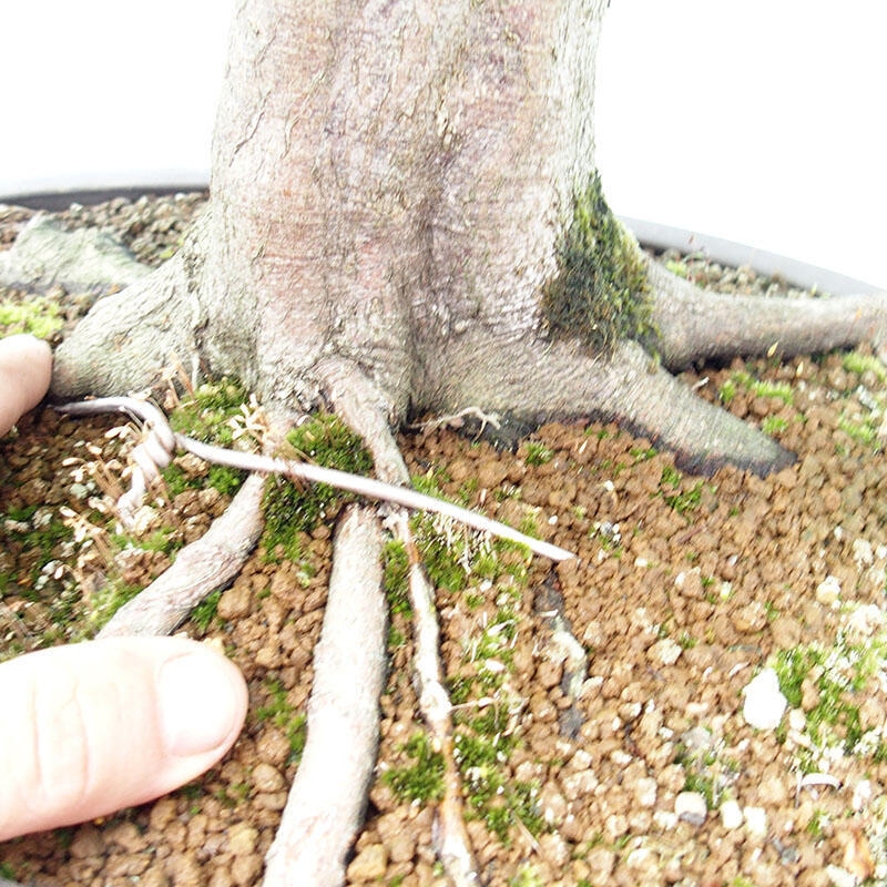 Venkovní bonsai - Habr obecný - Carpinus betulus