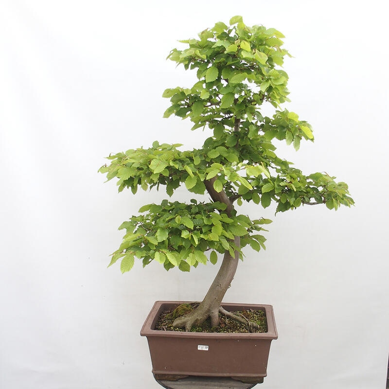 Venkovní bonsai - Habr obecný - Carpinus betulus