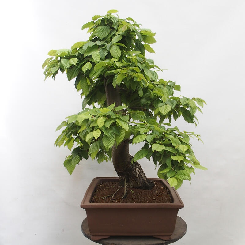 Venkovní bonsai - Habr obecný - Carpinus betulus