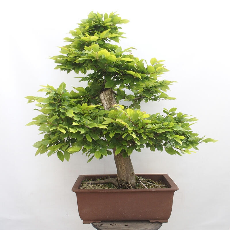 Venkovní bonsai - Habr obecný - Carpinus betulus