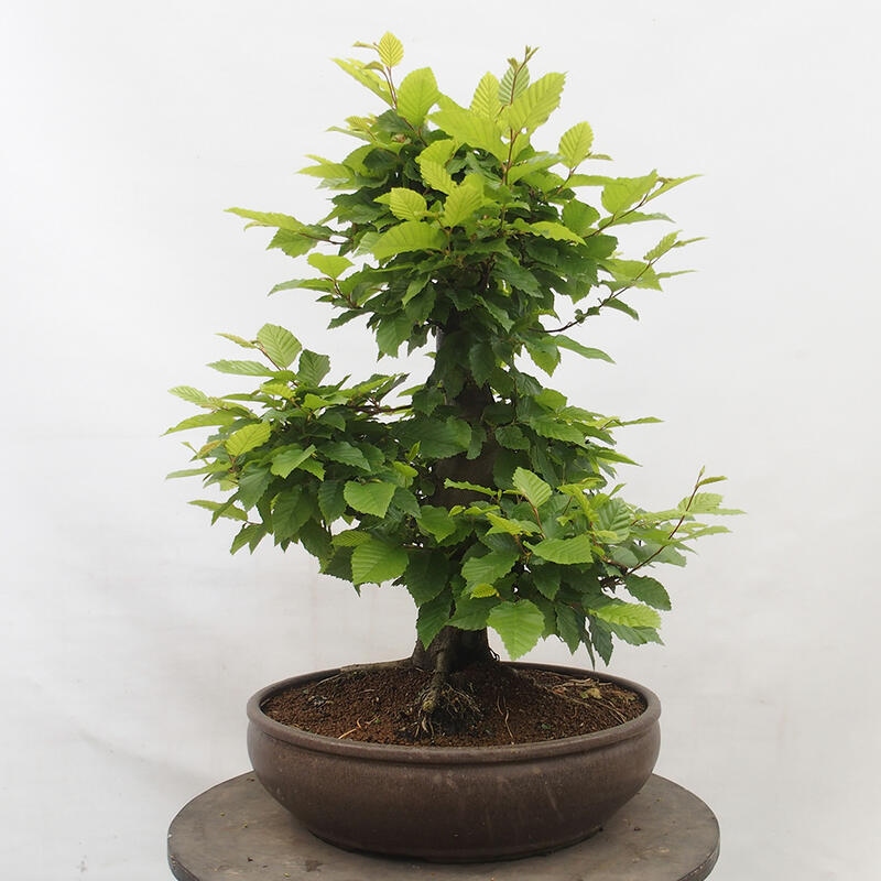 Venkovní bonsai - Habr obecný - Carpinus betulus