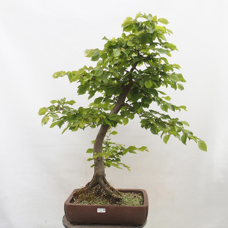 Venkovní bonsai - Habr obecný - Carpinus betulus