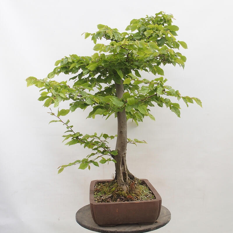 Venkovní bonsai - Habr obecný - Carpinus betulus