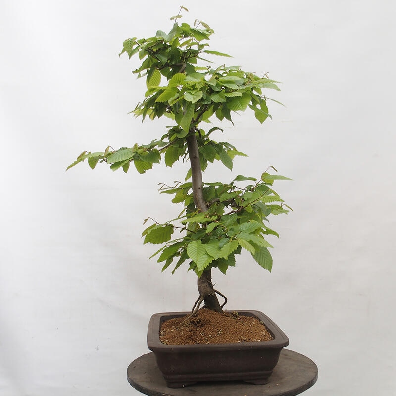 Venkovní bonsai - Habr obecný - Carpinus betulus