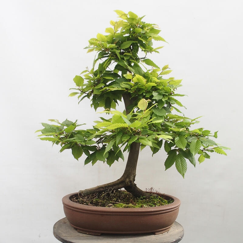 Venkovní bonsai - Habr obecný - Carpinus betulus