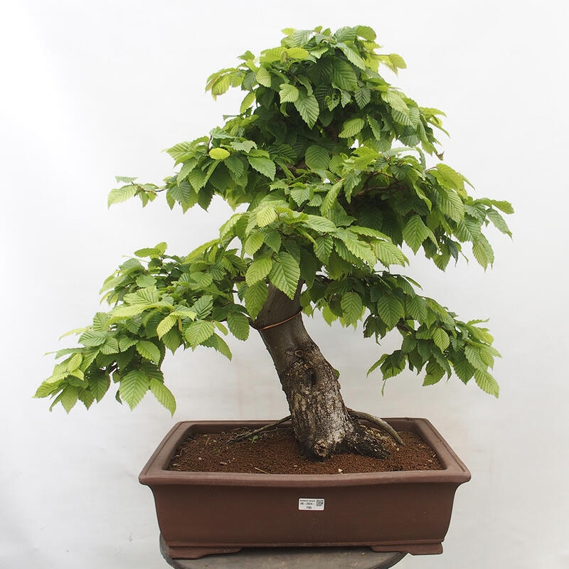 Venkovní bonsai - Habr obecný - Carpinus betulus