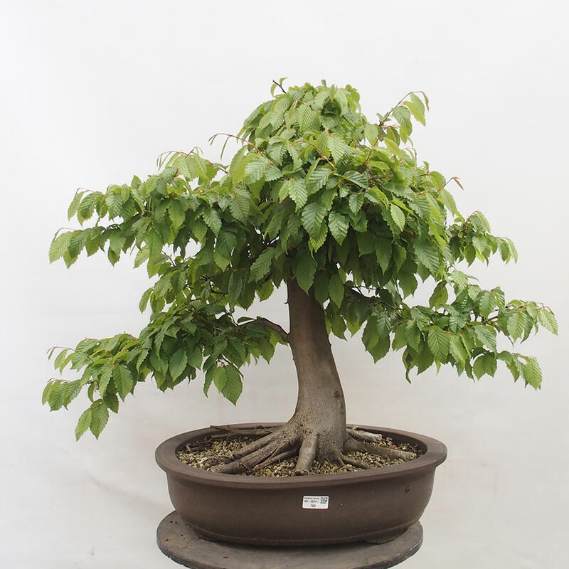 Venkovní bonsai - Habr obecný - Carpinus betulus