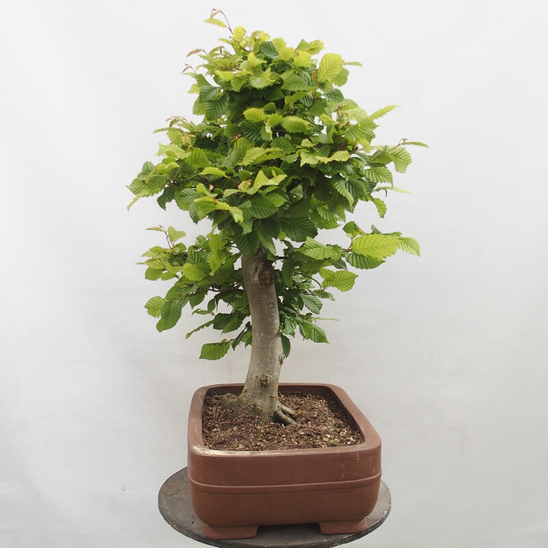 Venkovní bonsai - Habr obecný - Carpinus betulus