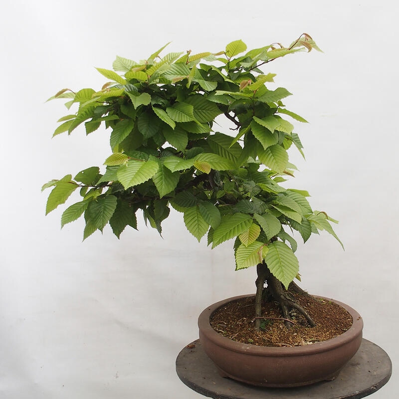 Venkovní bonsai - Habr obecný - Carpinus betulus