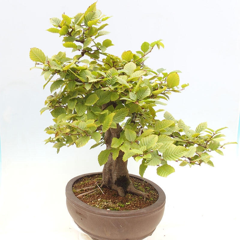 Venkovní bonsai - Habr obecný - Carpinus betulus