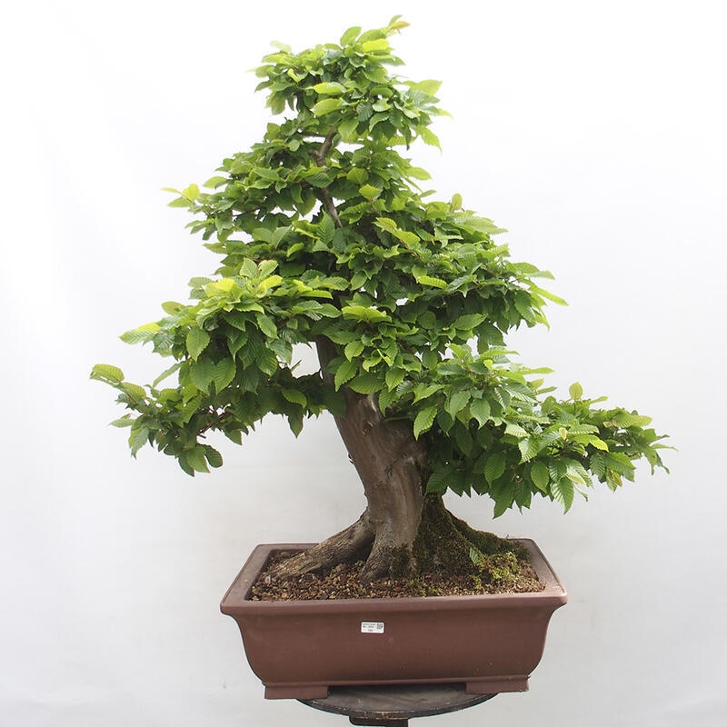 Venkovní bonsai - Habr obecný - Carpinus betulus