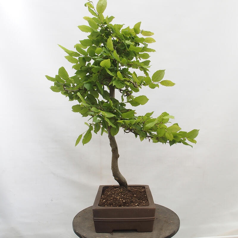 Venkovní bonsai - Habr obecný - Carpinus betulus