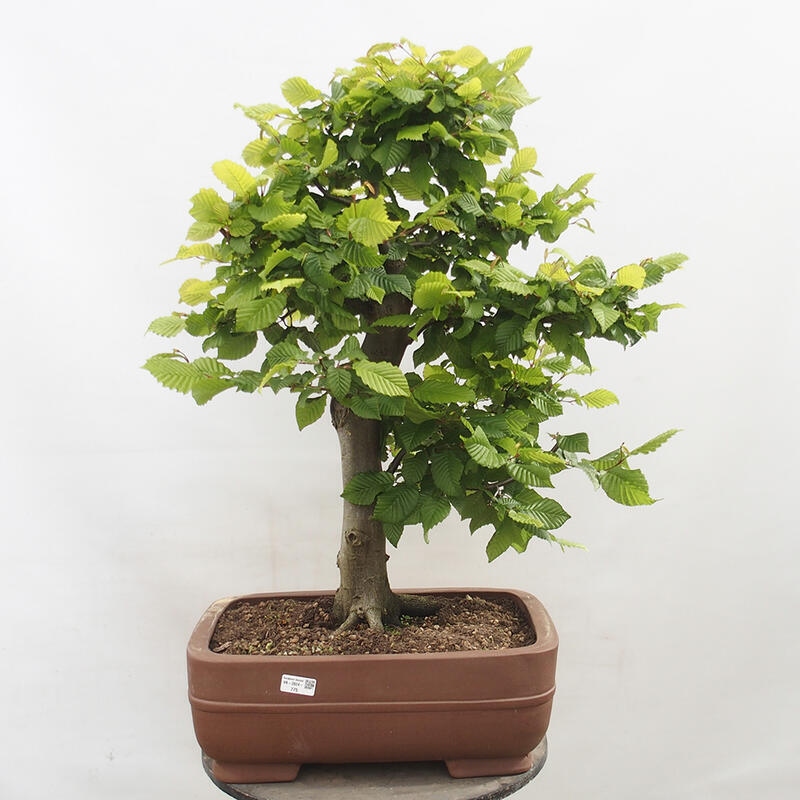 Venkovní bonsai - Habr obecný - Carpinus betulus