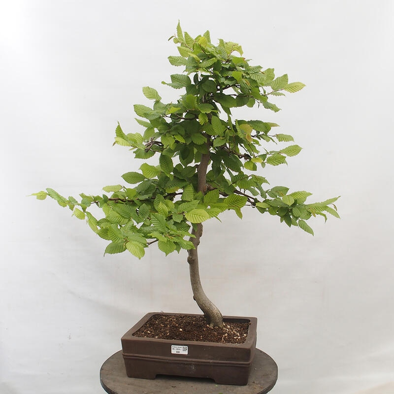 Venkovní bonsai - Habr obecný - Carpinus betulus