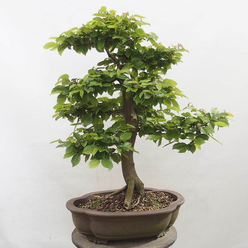 Venkovní bonsai - Habr obecný - Carpinus betulus