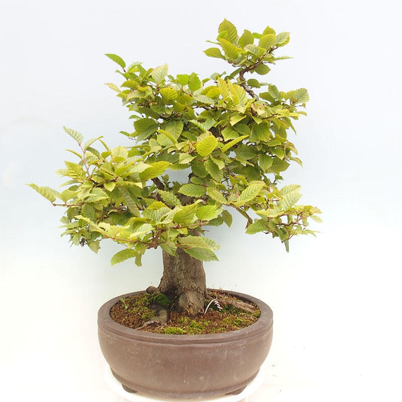 Venkovní bonsai - Habr obecný - Carpinus betulus