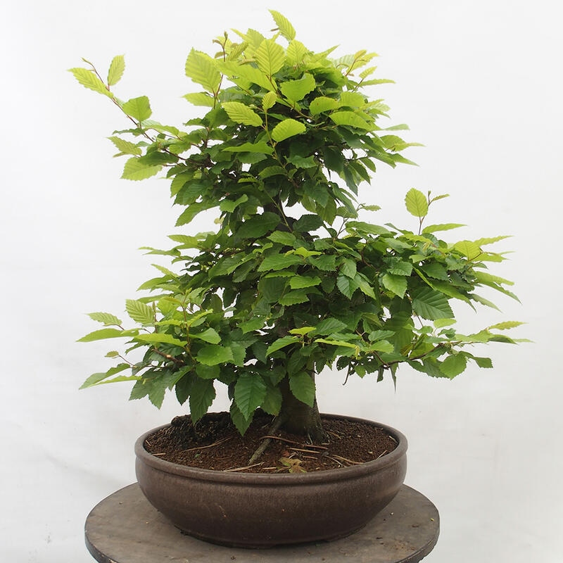 Venkovní bonsai - Habr obecný - Carpinus betulus