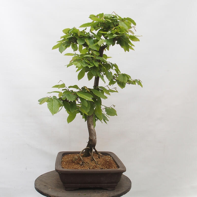 Venkovní bonsai - Habr obecný - Carpinus betulus