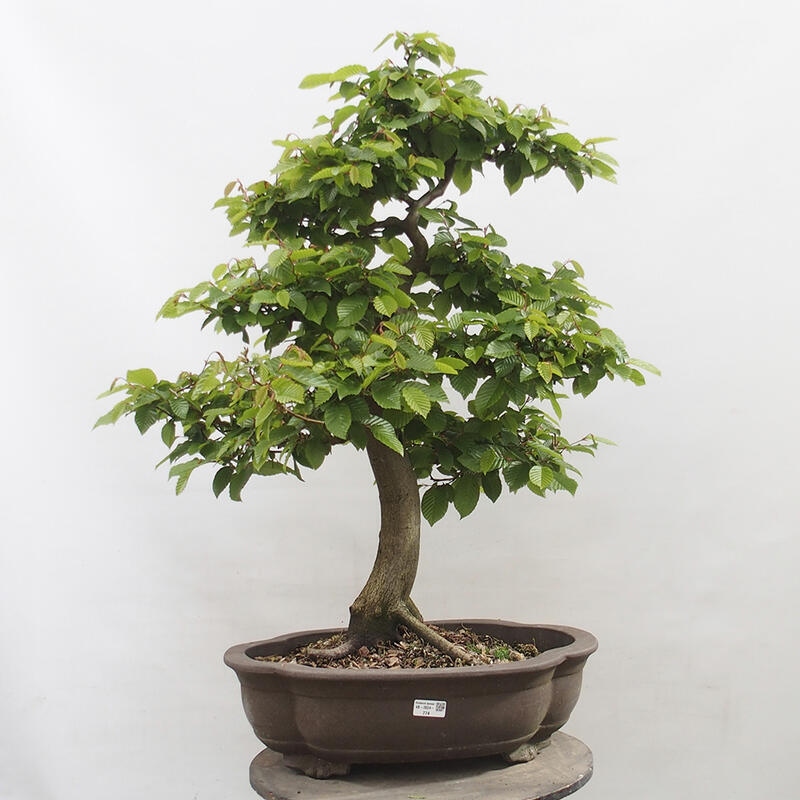 Venkovní bonsai - Habr obecný - Carpinus betulus