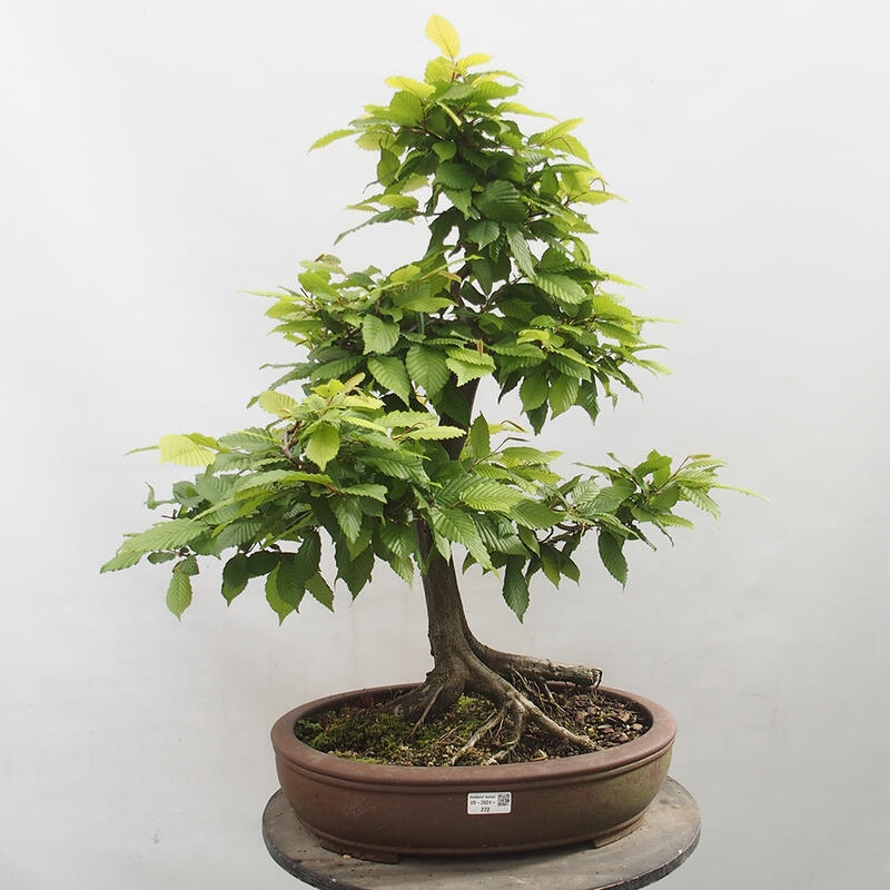 Venkovní bonsai - Habr obecný - Carpinus betulus