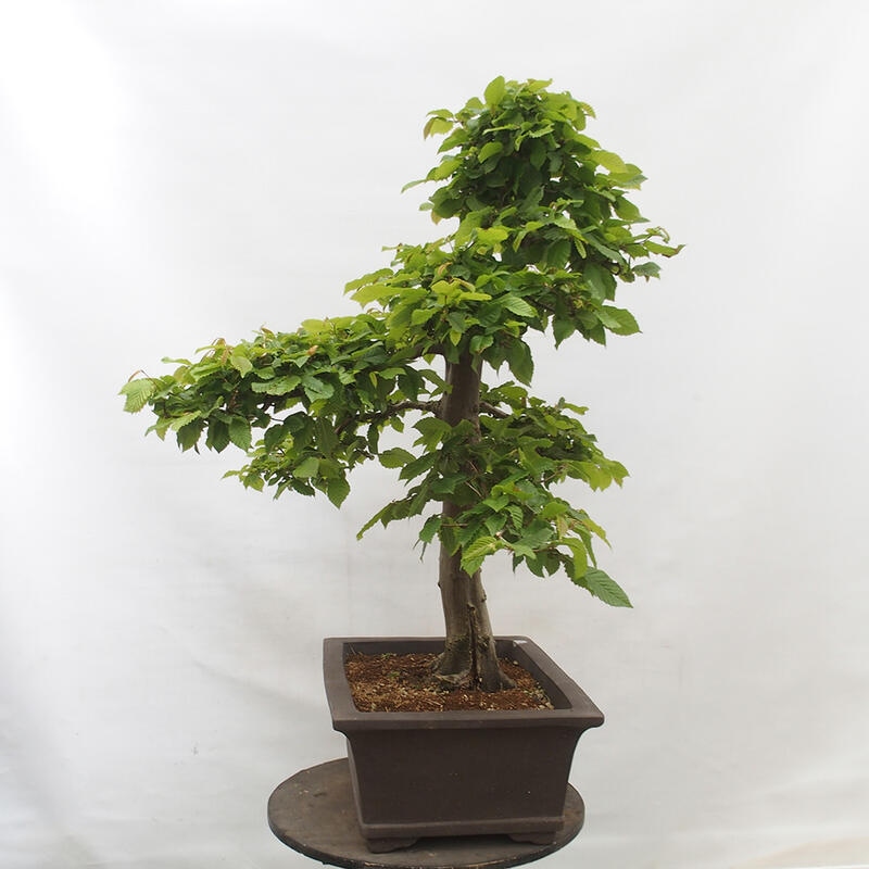 Venkovní bonsai - Habr obecný - Carpinus betulus