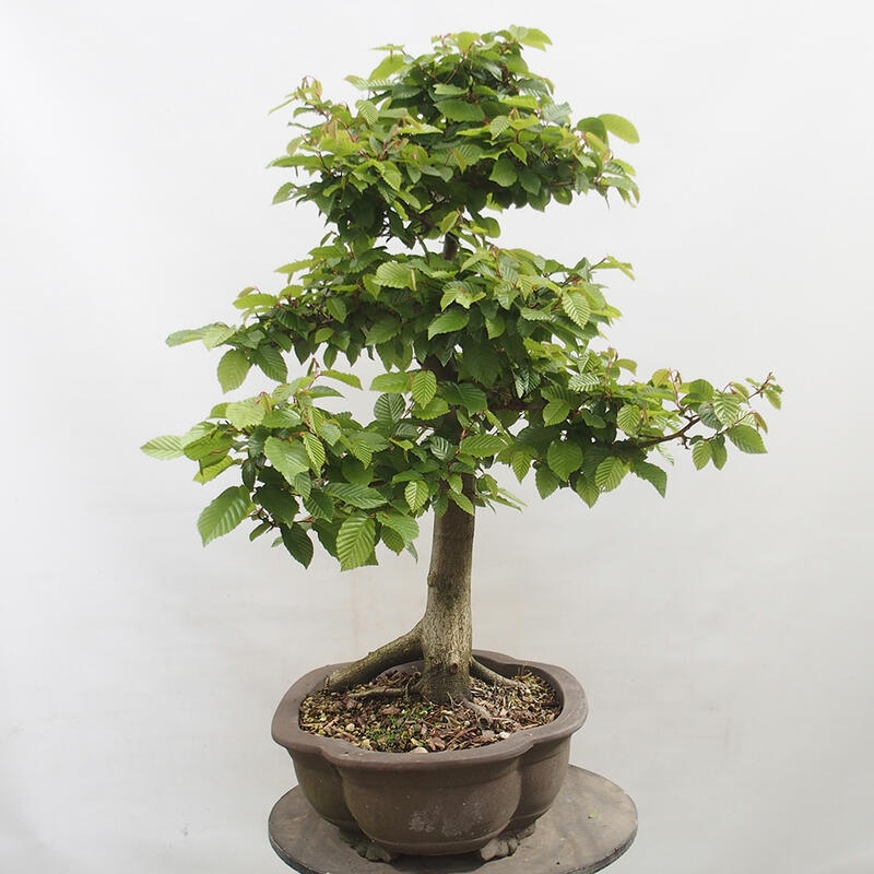 Venkovní bonsai - Habr obecný - Carpinus betulus