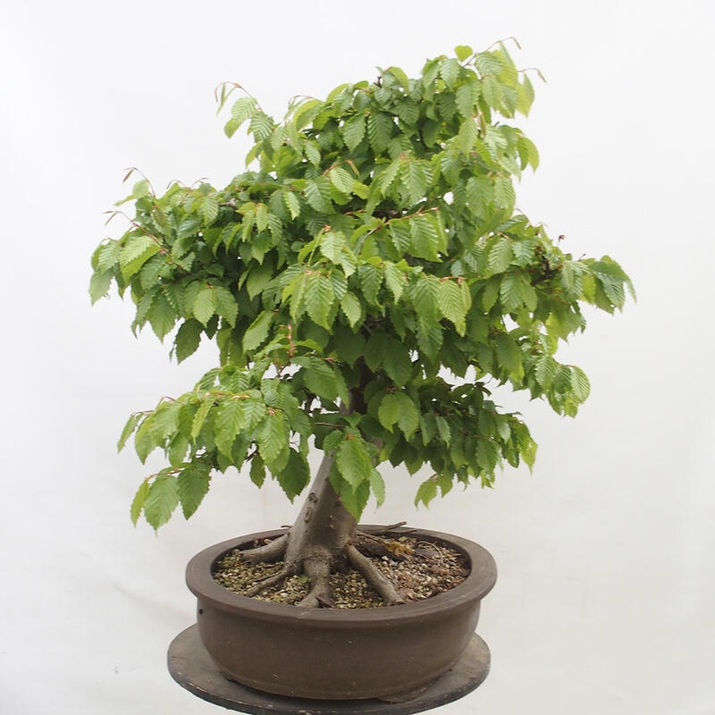 Venkovní bonsai - Habr obecný - Carpinus betulus