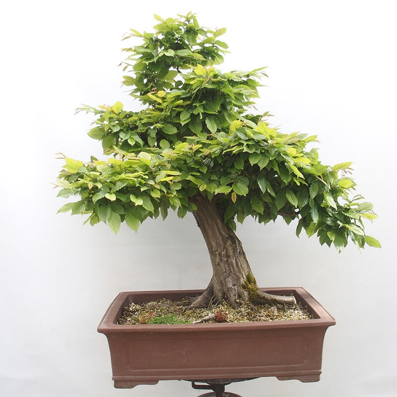 Venkovní bonsai - Habr obecný - Carpinus betulus