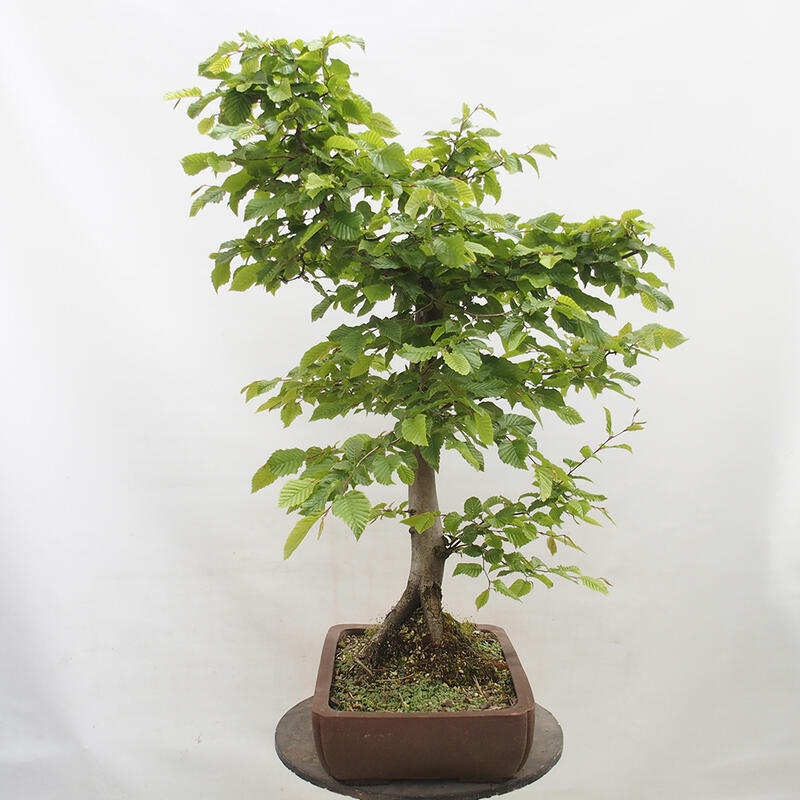 Venkovní bonsai - Habr obecný - Carpinus betulus