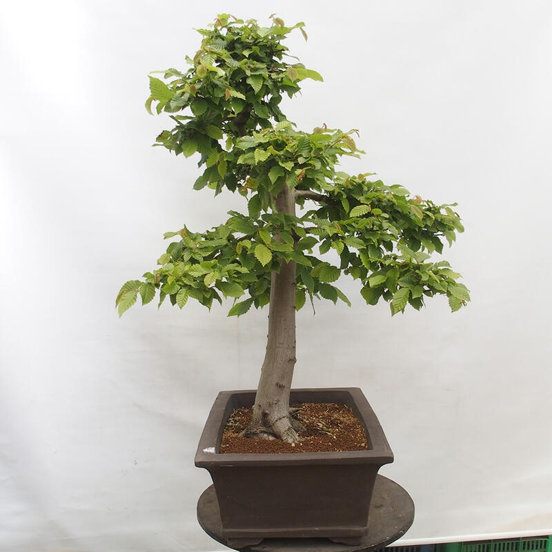 Venkovní bonsai - Habr obecný - Carpinus betulus