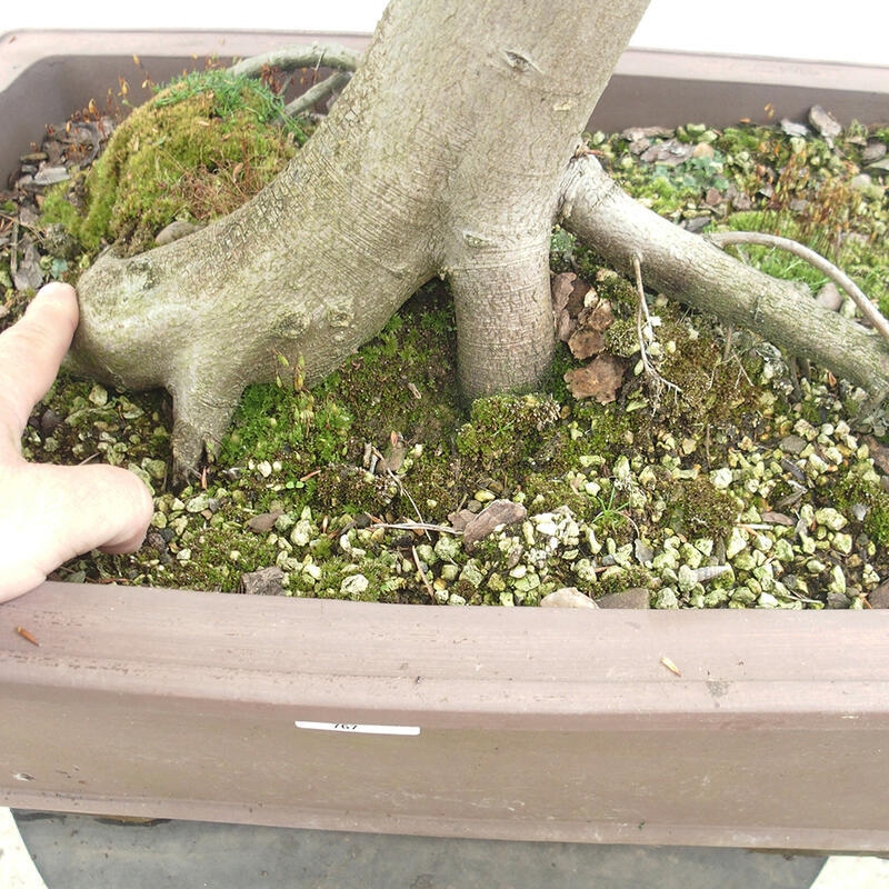 Venkovní bonsai - Habr obecný - Carpinus betulus