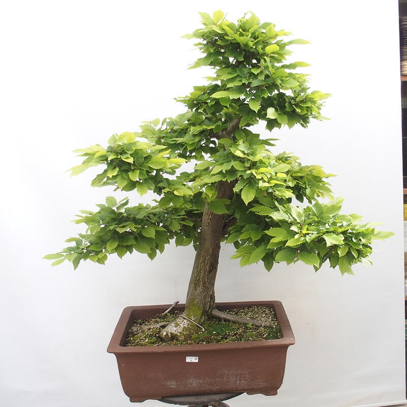 Venkovní bonsai - Habr obecný - Carpinus betulus