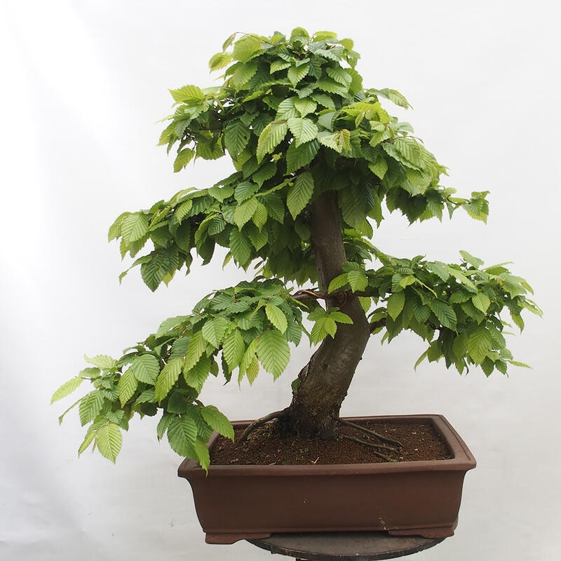 Venkovní bonsai - Habr obecný - Carpinus betulus