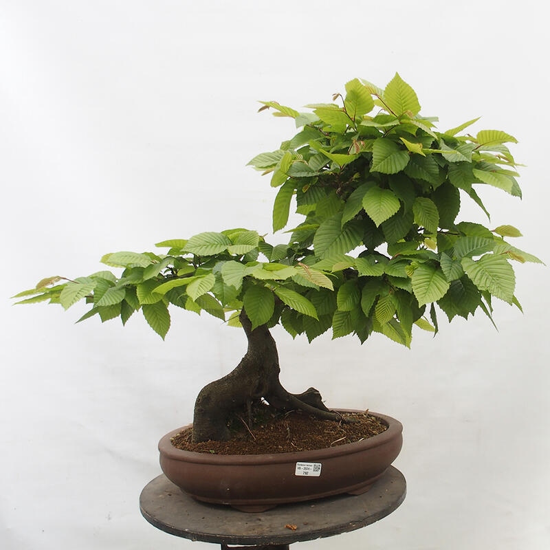 Venkovní bonsai - Habr obecný - Carpinus betulus