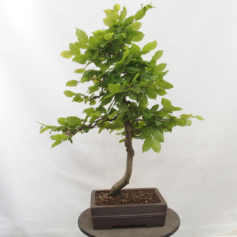 Venkovní bonsai - Habr obecný - Carpinus betulus