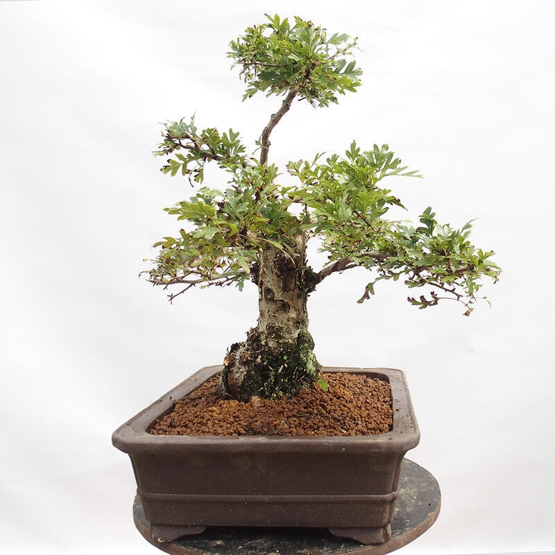 Venkovní bonsai - Hloh - Crataegus monogyna