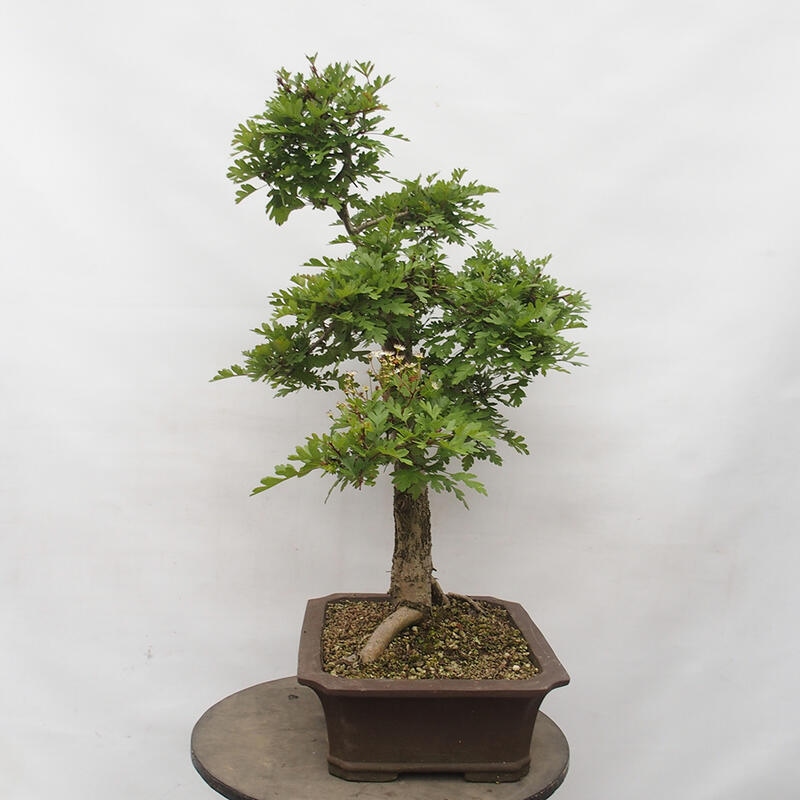 Venkovní bonsai - Hloh - Crataegus monogyna