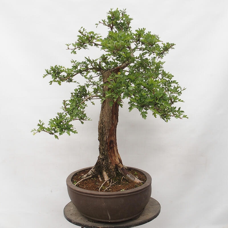 Venkovní bonsai - Hloh - Crataegus monogyna