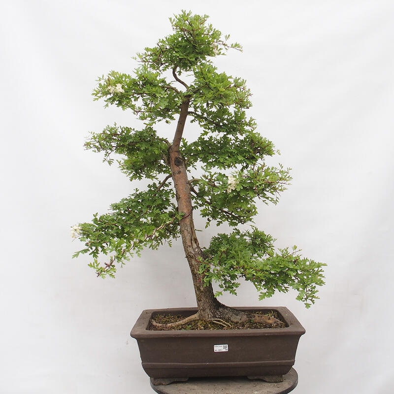 Venkovní bonsai - Hloh - Crataegus monogyna