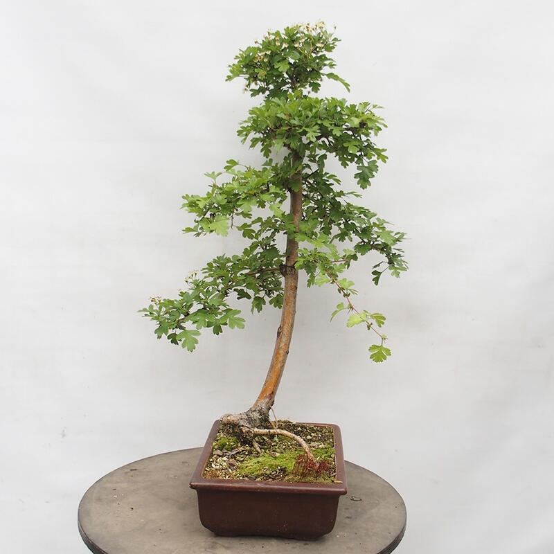 Venkovní bonsai - Hloh - Crataegus monogyna