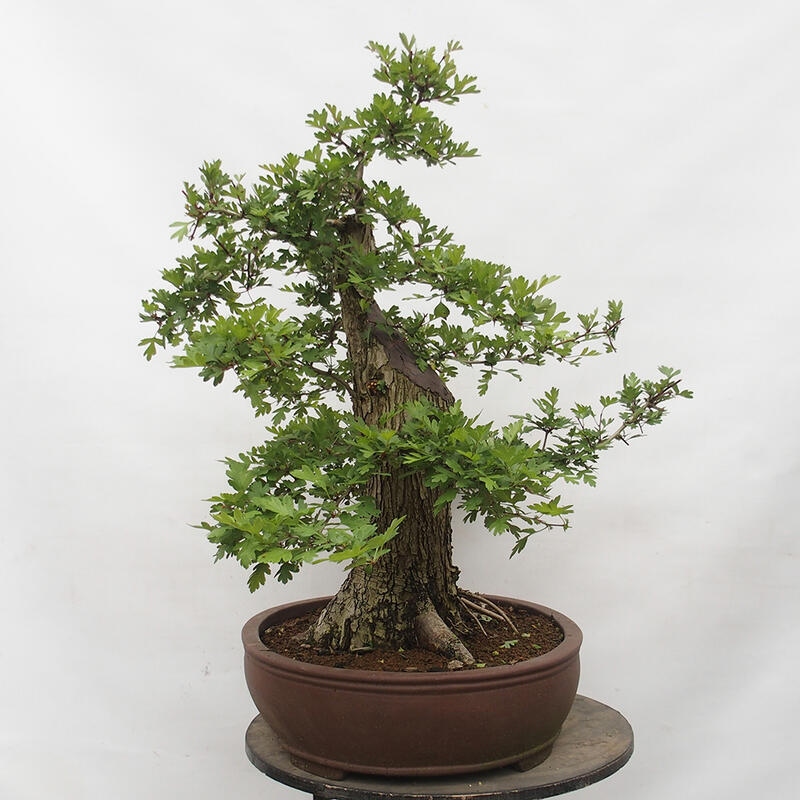 Venkovní bonsai - Hloh - Crataegus monogyna