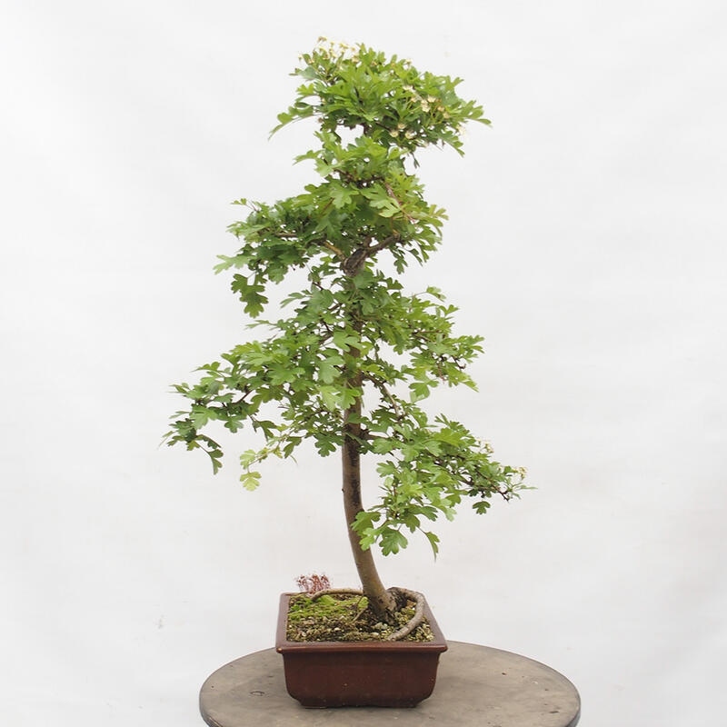 Venkovní bonsai - Hloh - Crataegus monogyna