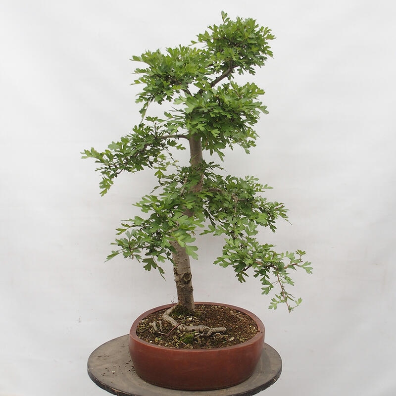 Venkovní bonsai - Hloh - Crataegus monogyna